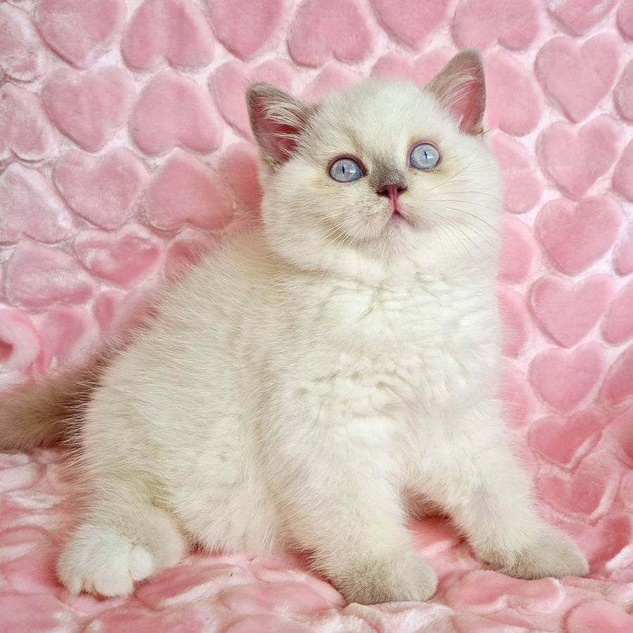 Jack British Shorthair male, fawn pointed