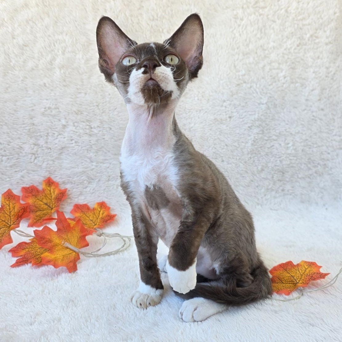 Eclair Devon Rex male, chocolate bicolour