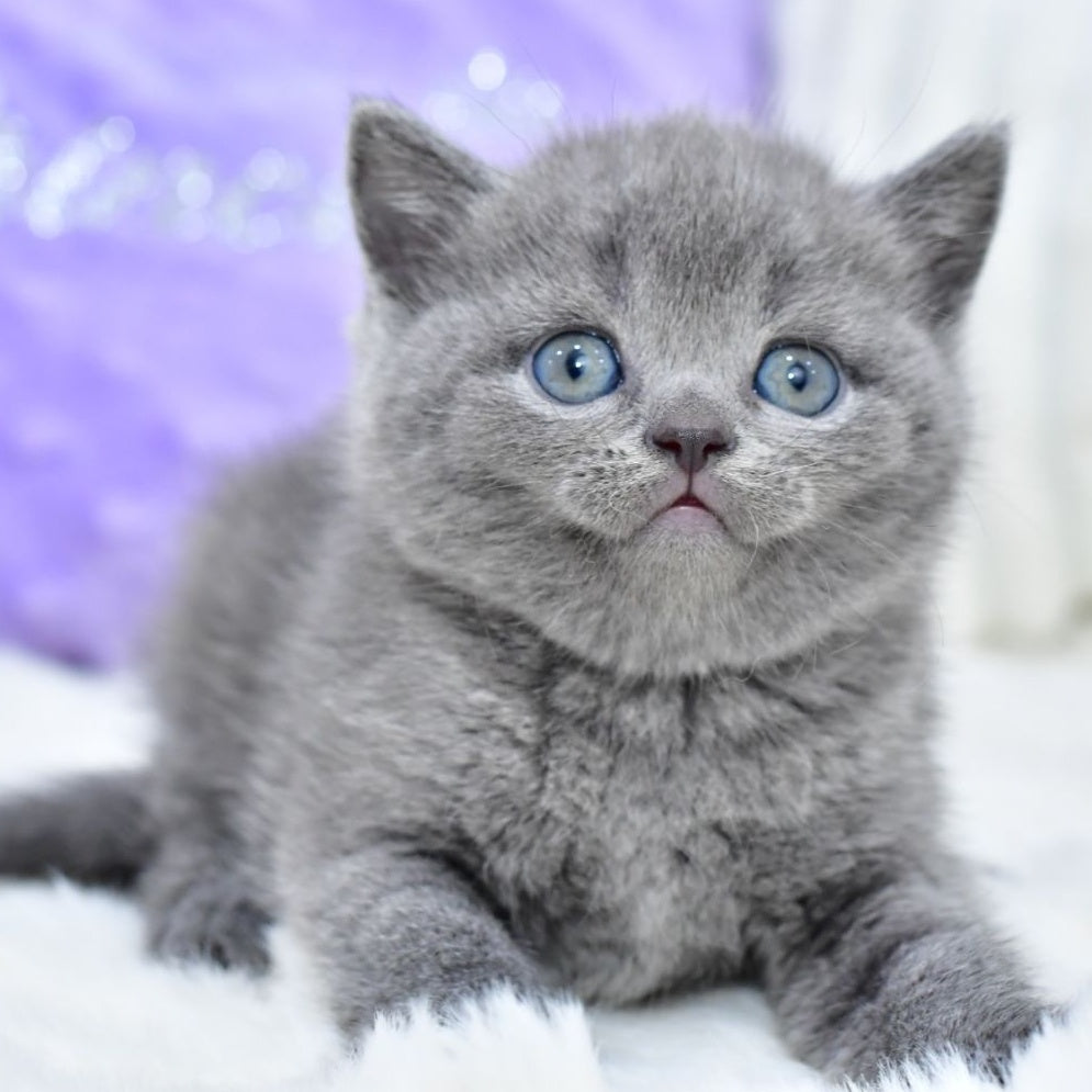 Liza Scottish Straight female, blue
