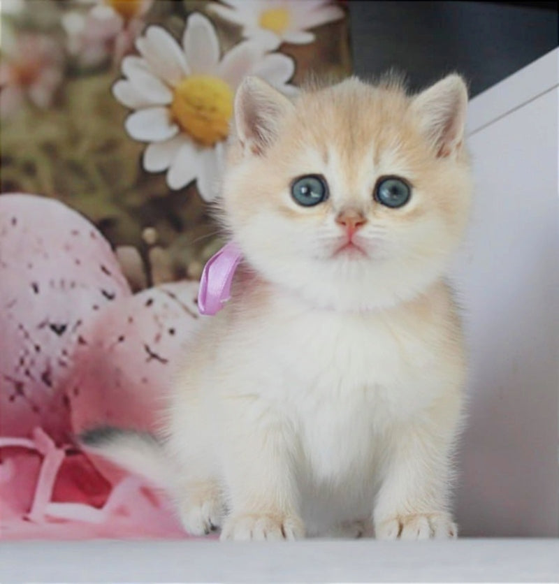 Fifa British Shorthair female blue golden chinchilla live animals