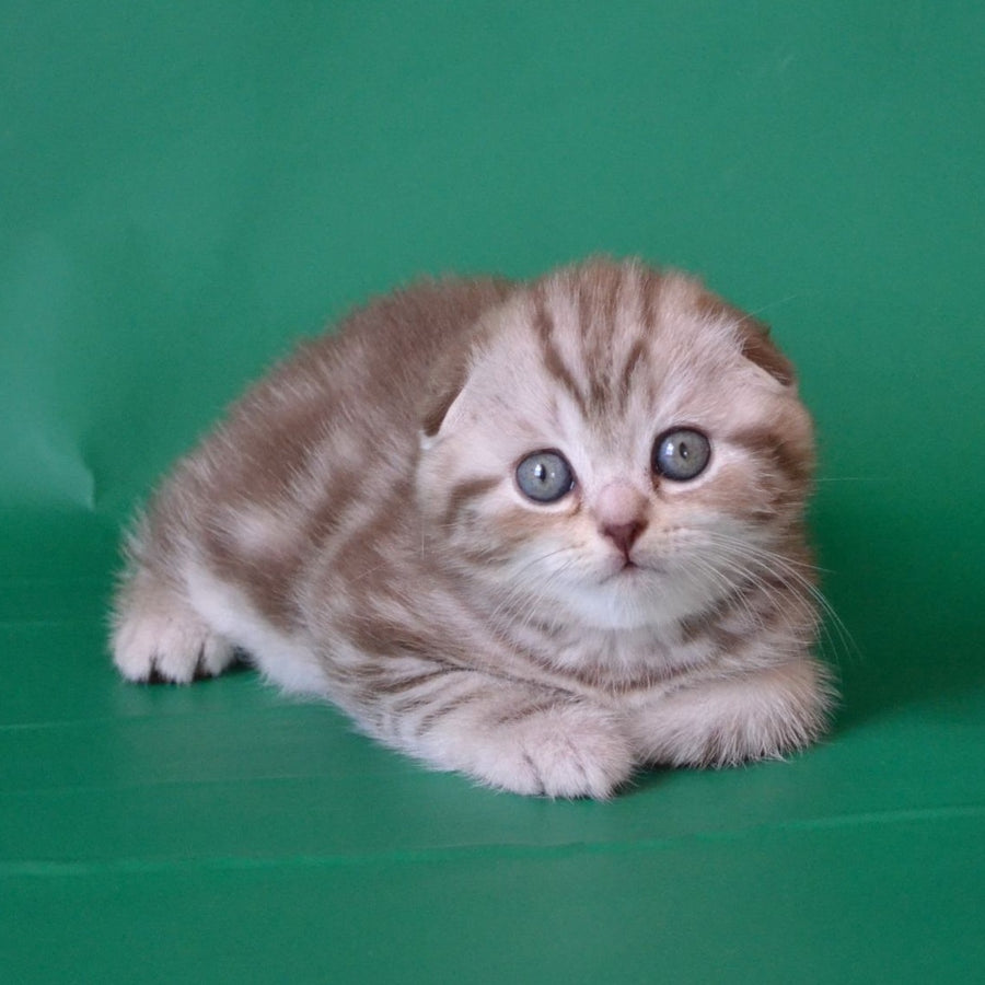 Prima Scottish Fold female, chocolate silver tabby