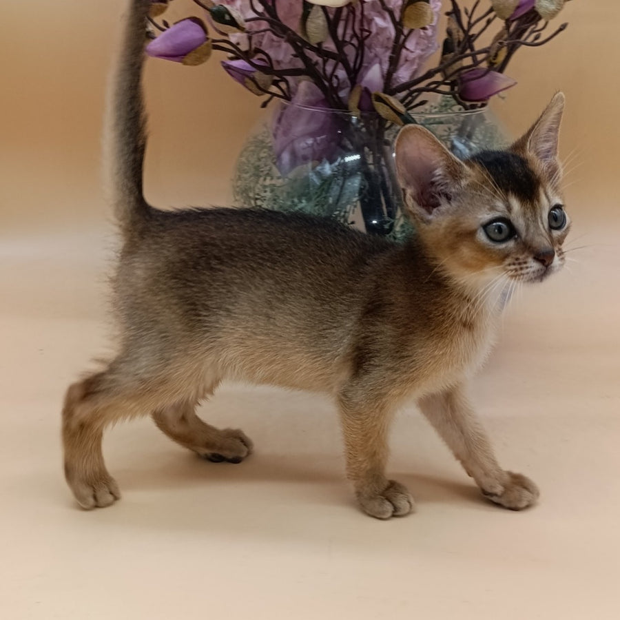 Nelson Abyssinian male, ruddy