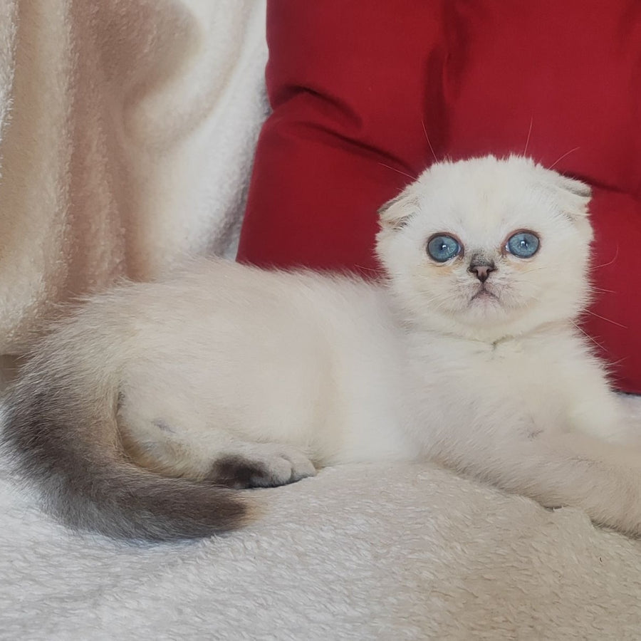 Xiomi Scottish Fold male, blue silver ticked tabby