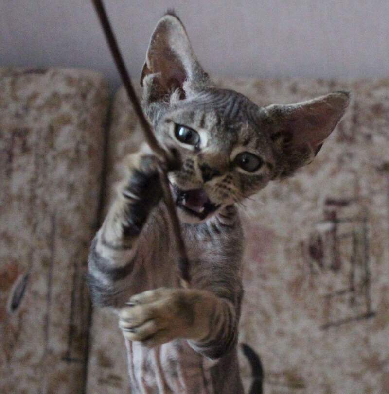 Sheron Devon Rex female, black tabby
