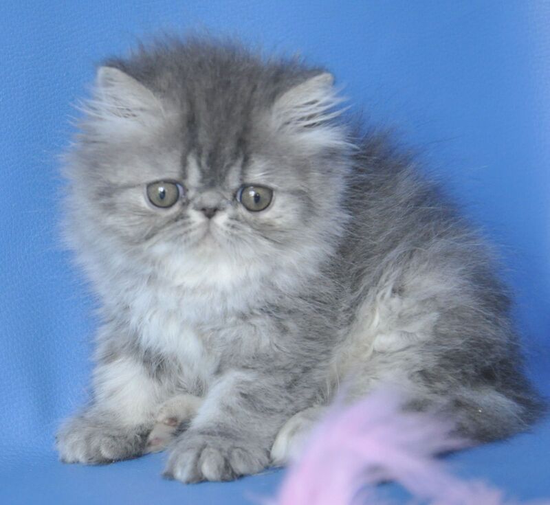 Sindi Persian female, blue tabby with white
