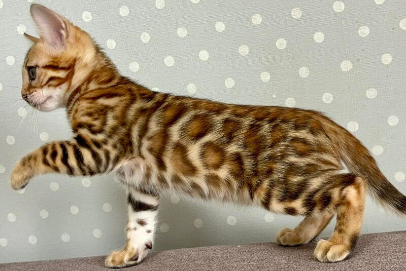 Temin Bengal male black spotted tabby - live animals