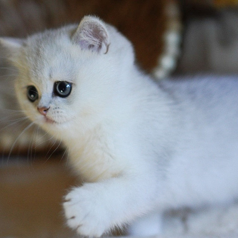 Charm British Shorthair male, black silver shaded