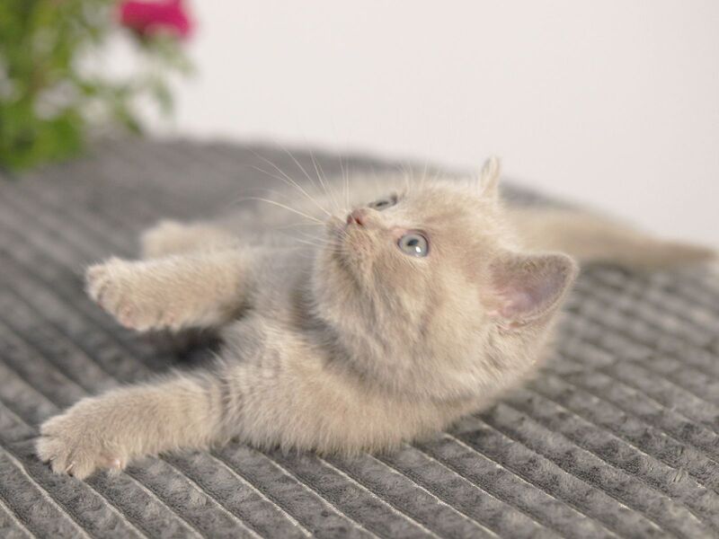 Olex British Shorthair male, lilac