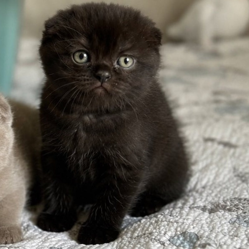 Nana Scottish Fold female, black