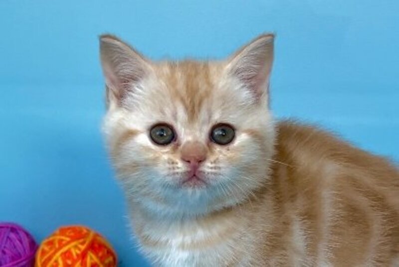 Wong-Pie British Shorthair male red silver tabby - live animals