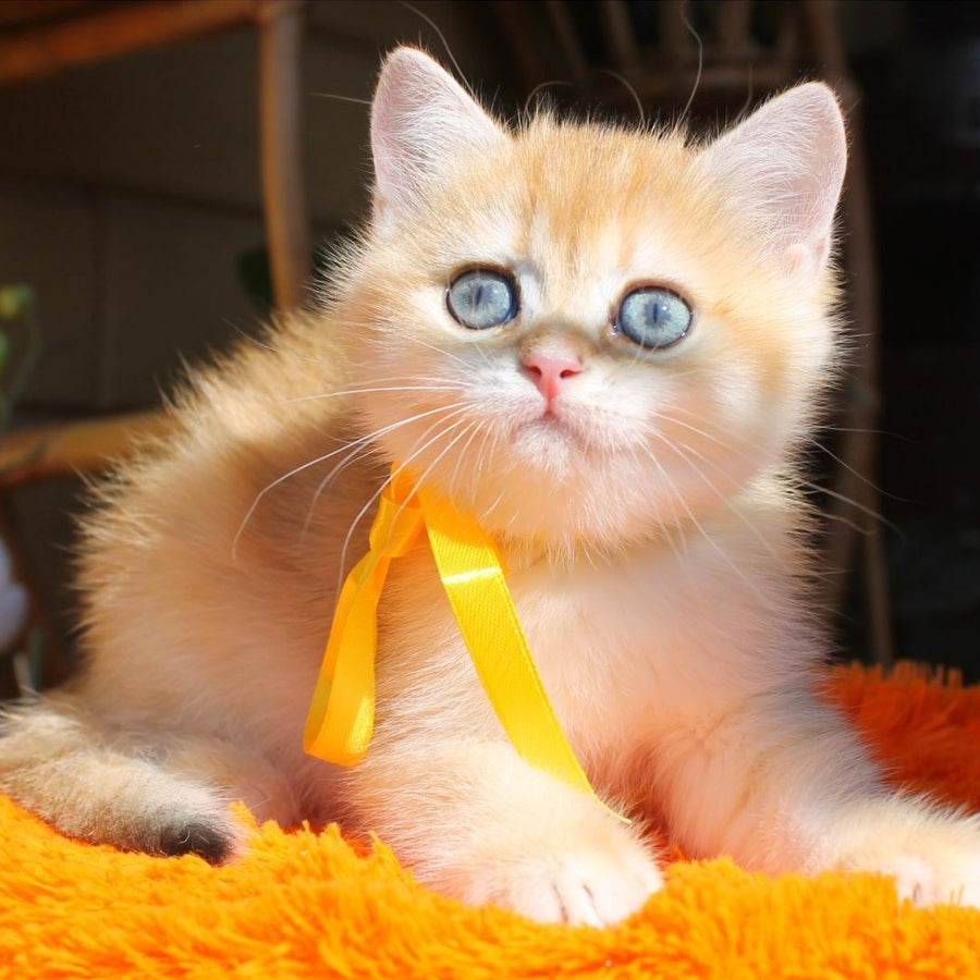 Hloya British Shorthair female, black golden chinchilla