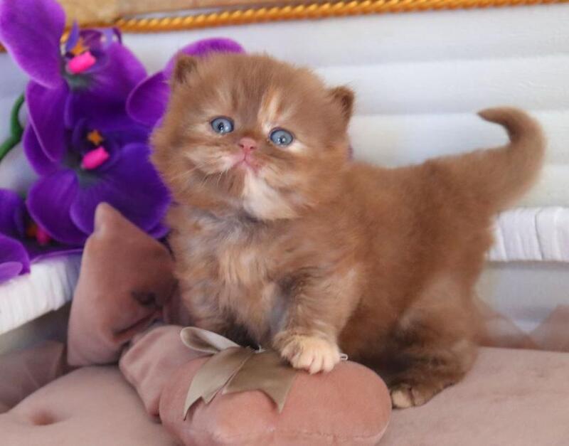 Rina British Longhair female cinnamon tortie - live animals