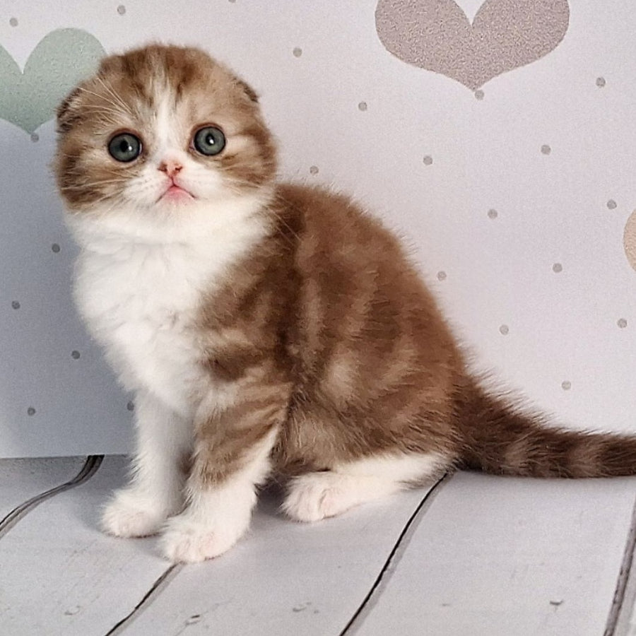 Angel Scottish Fold male, chocolate silver bicolour