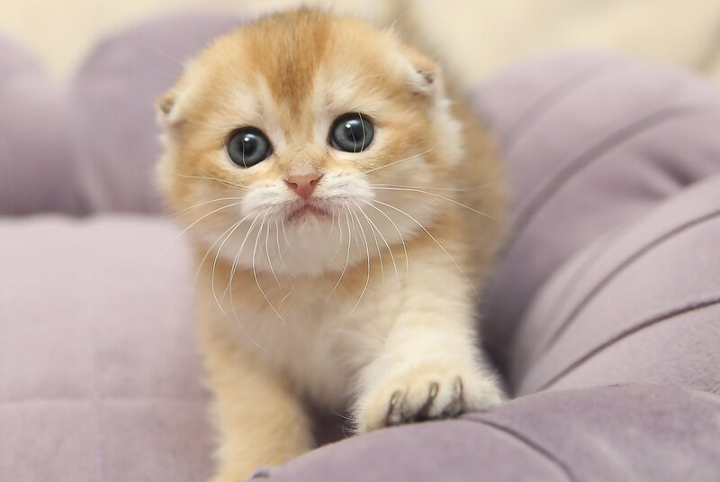 Gabbi Scottish Fold female black golden shaded - live animals