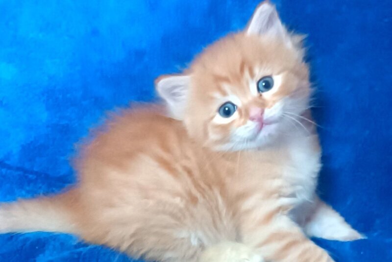Abbu Siberian male black golden tabby - live animals