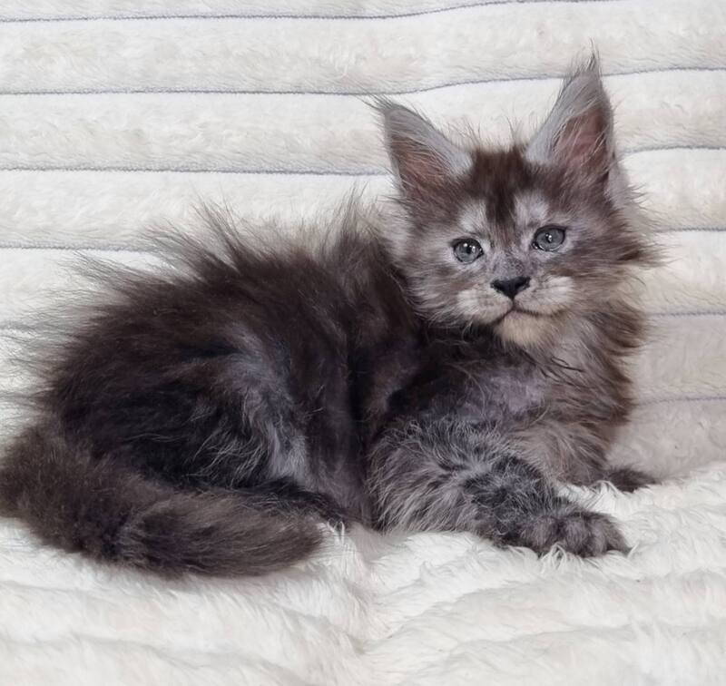 Raven Maine Coon male black silver live animals