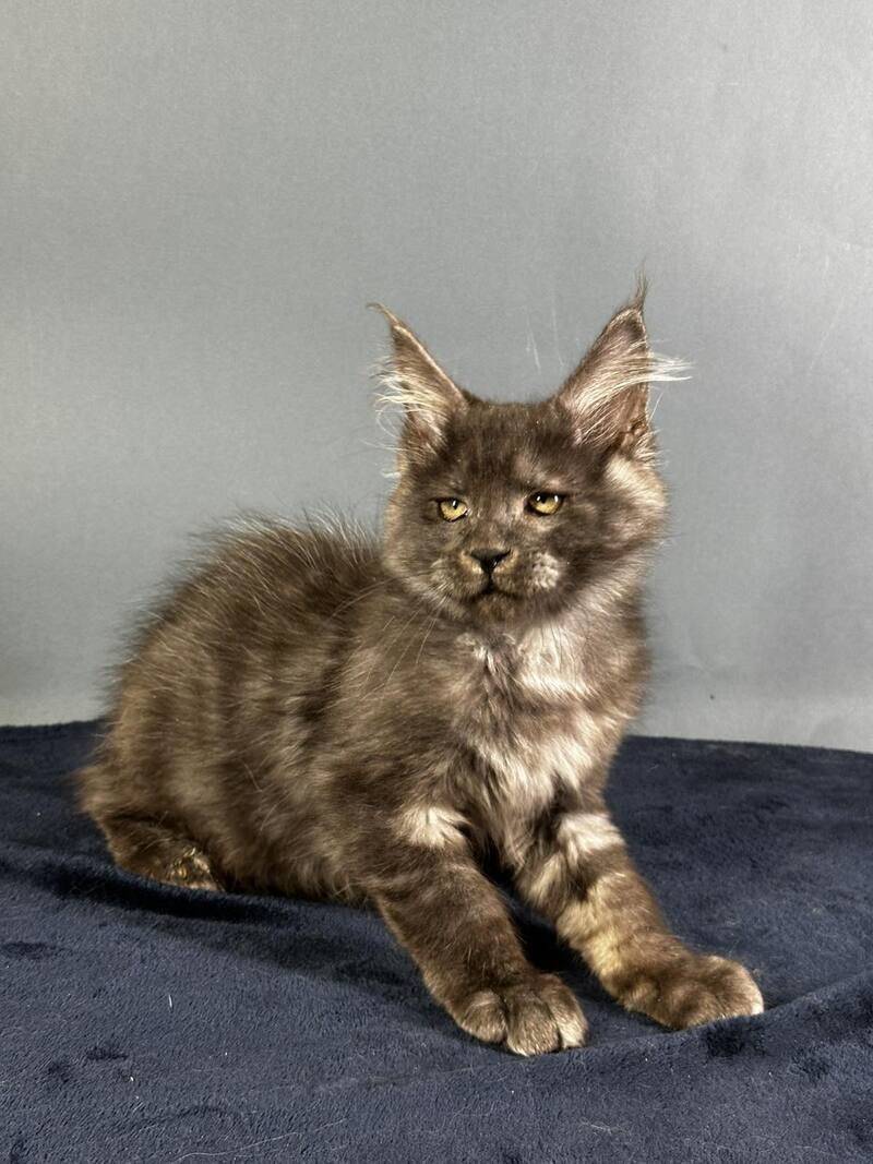Gordon Maine Coon male black silver - live animals