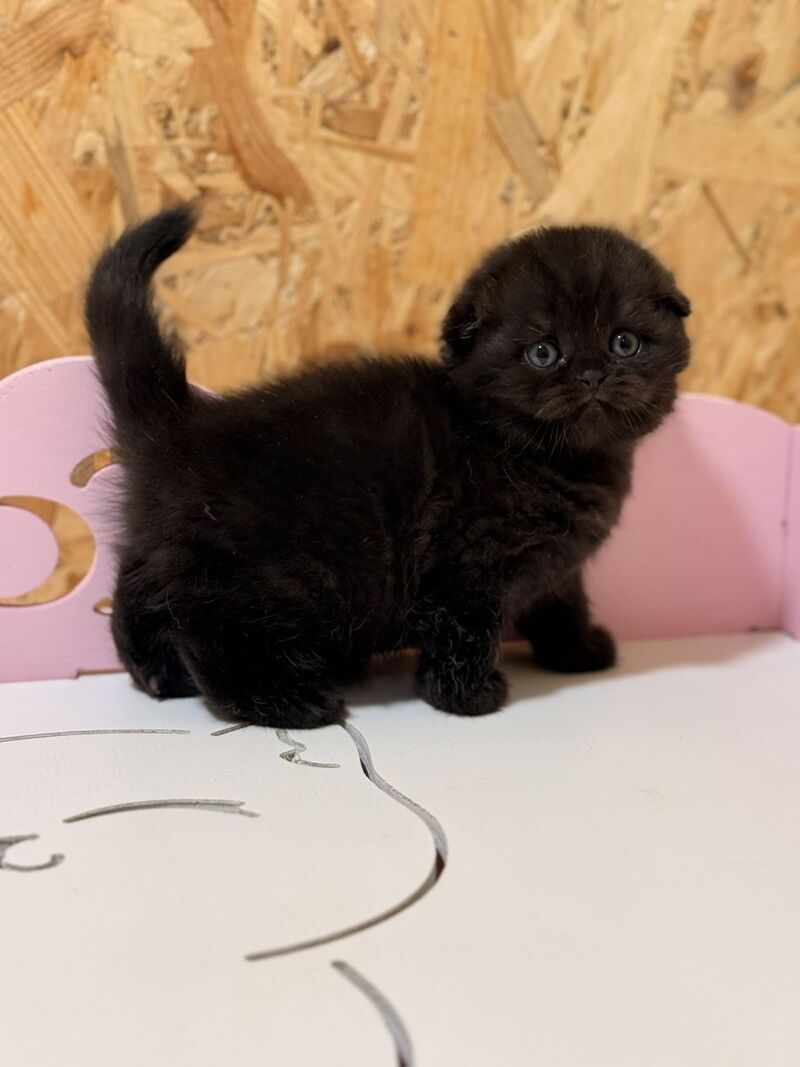 Florence Scottish Fold female, black