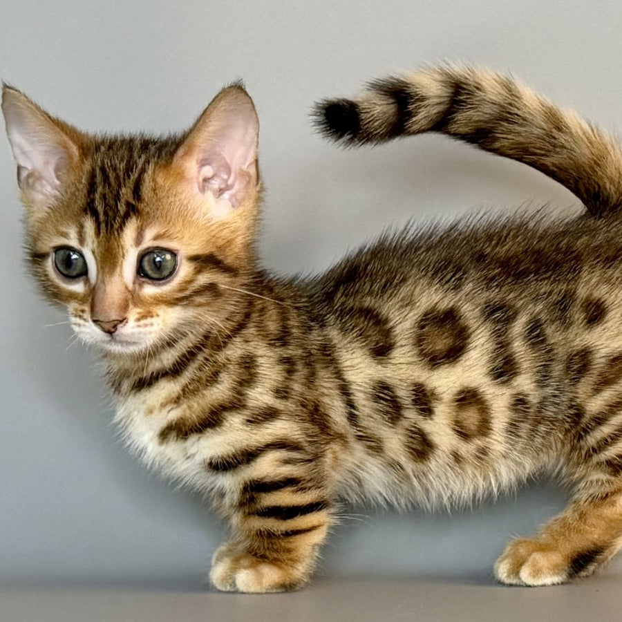 Patch Munchkin male, black golden spotted tabby