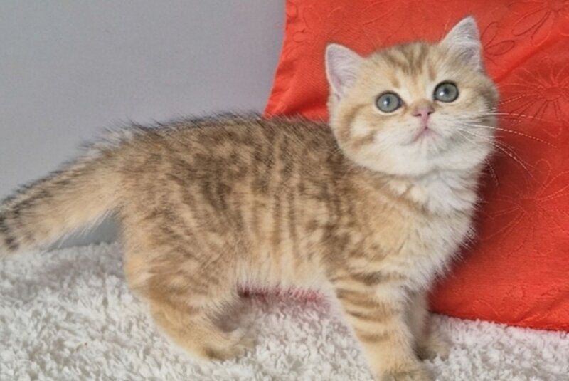Muffin British Shorthair male chocolate golden spotted tabby - live animals