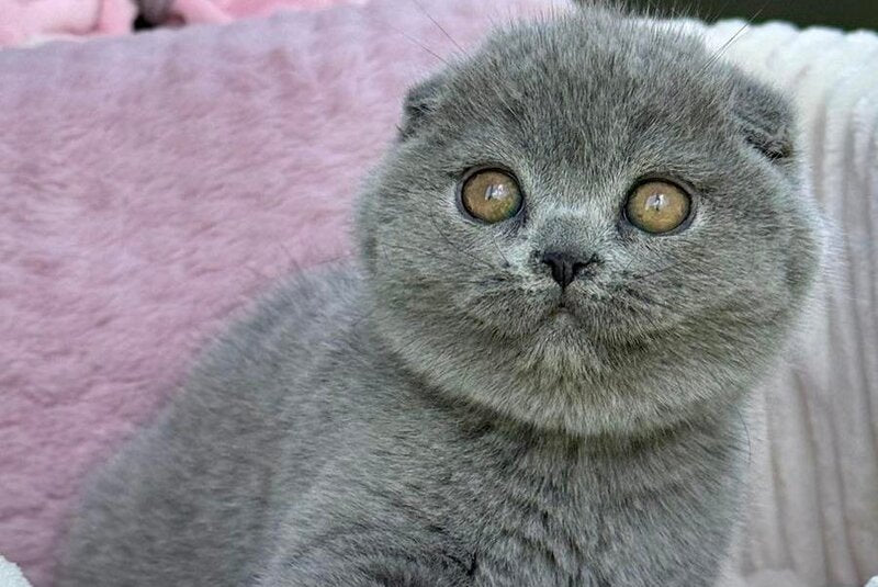 Trixie Scottish Fold female, blue