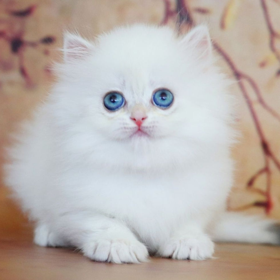 Yolanda British Longhair female, black golden shaded pointed