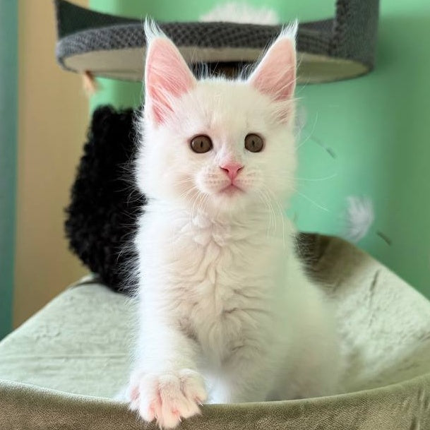 Ariel Maine Coon male, white