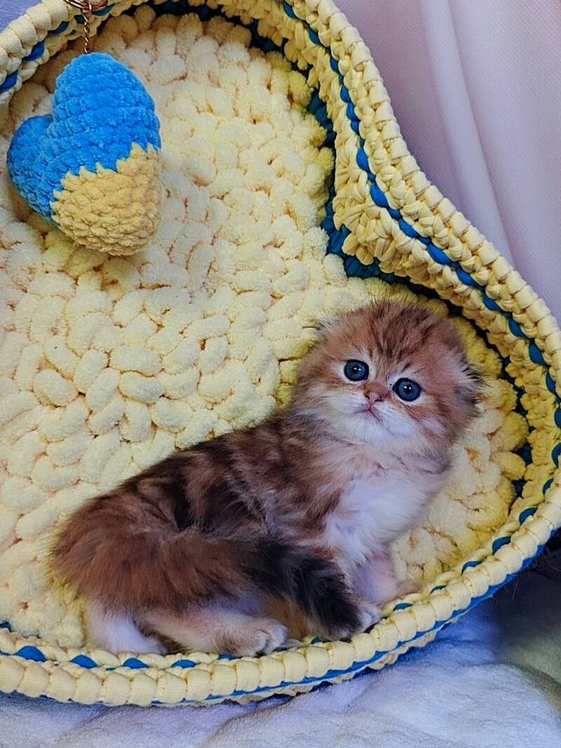 Ivon Scottish Fold male black golden tabby live animals
