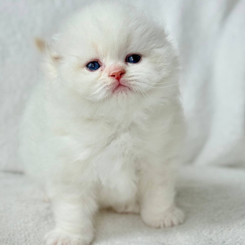 Melvan Scottish Fold male, red