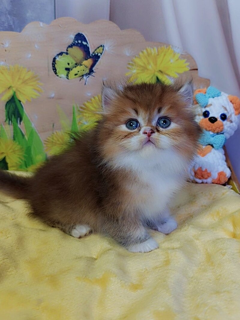 Nox British Longhair male, chocolate golden ticked tabby