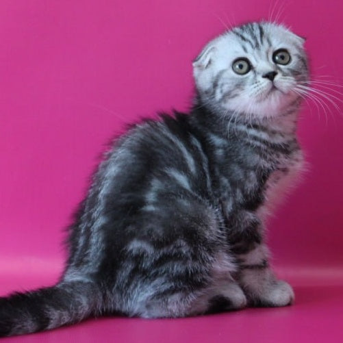 Salvador Scottish Fold male, black silver tabby