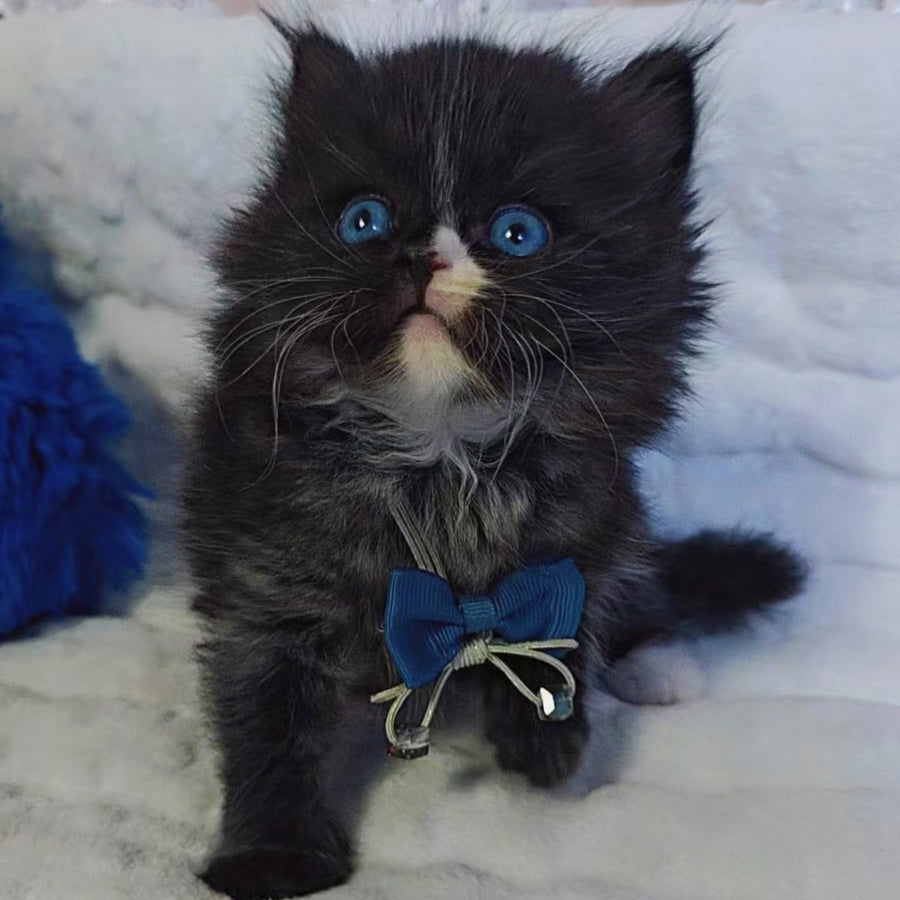 Vision Scottish Straight male, black with white