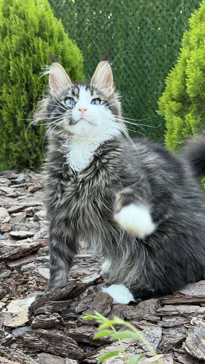 Dior Maine Coon male, black tabby with white