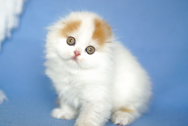 Pumpkin Scottish Fold female red tabby van - live animals