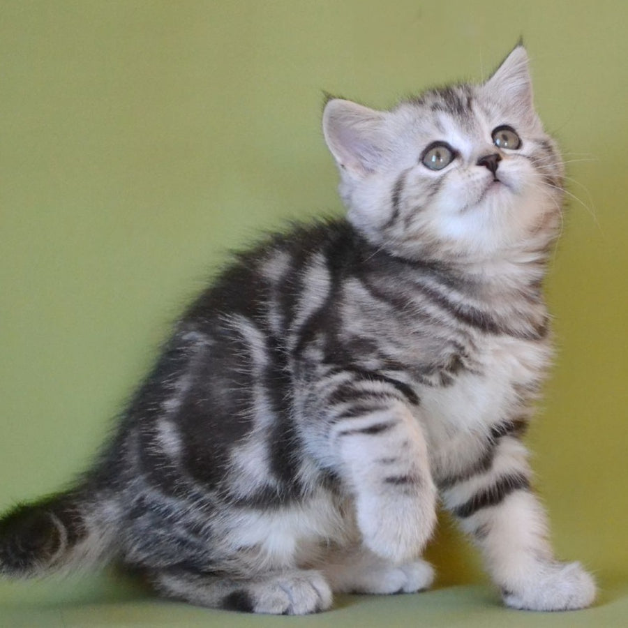 Quiana Scottish Straight female, black silver tabby