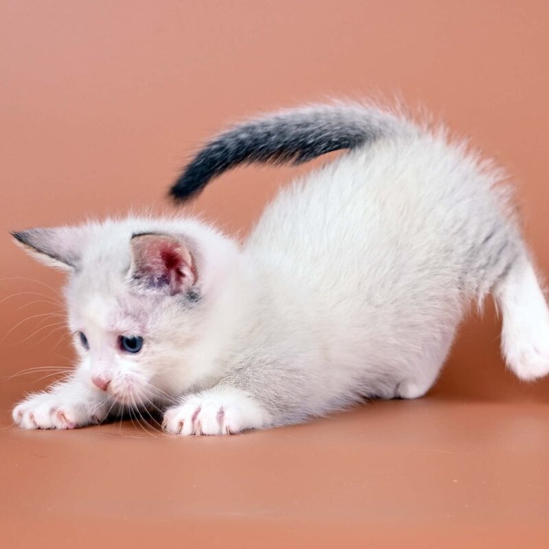 Hugo Munchkin male, blue pointed bicolour