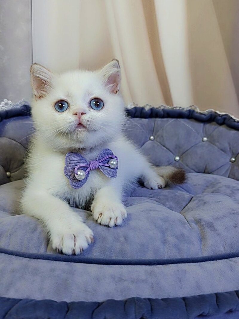 Kevin British Shorthair male cinnamon golden chinchilla pointed - live animals