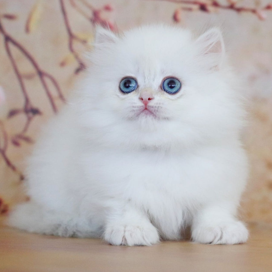 Yolanda British Longhair female, black golden shaded pointed