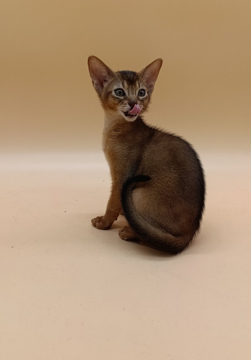 Lucky Abyssinian male ruddy - live animals