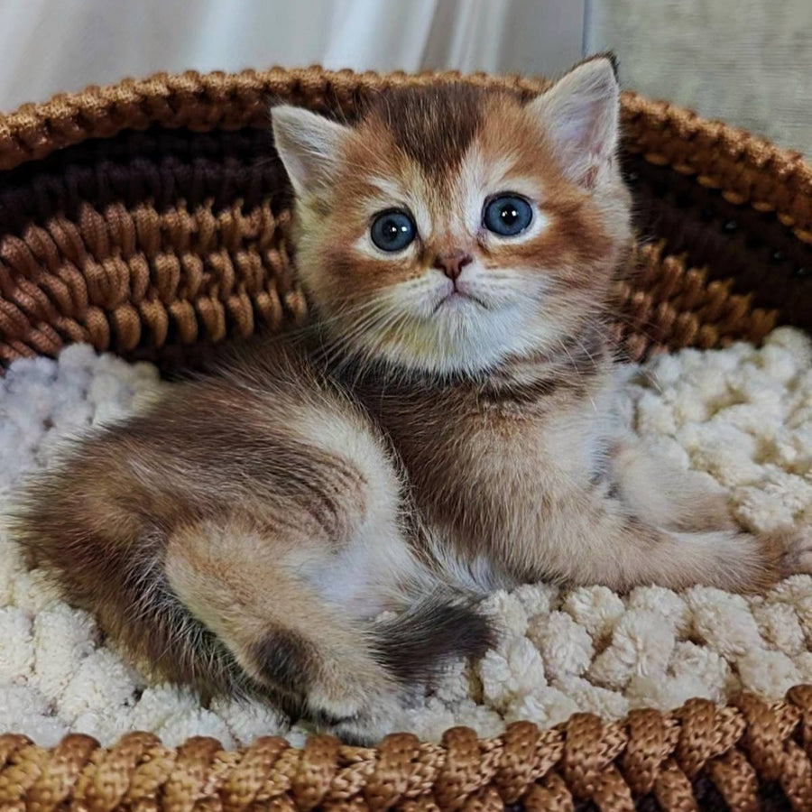 Urmala British Shorthair female, chocolate tortie ticked tabby