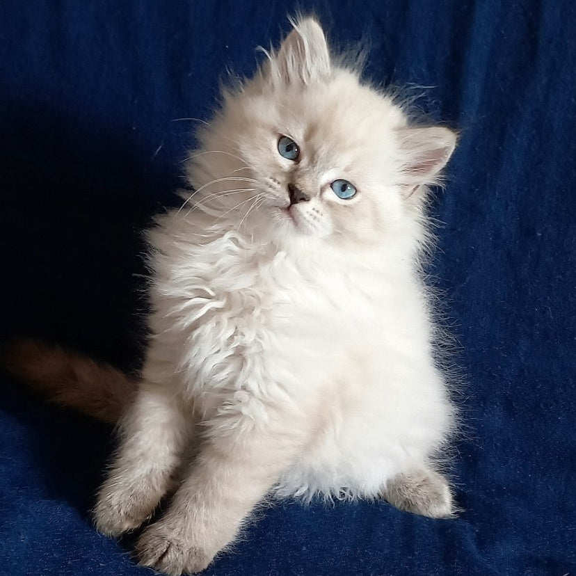 Maurice Siberian male, black tabby pointed
