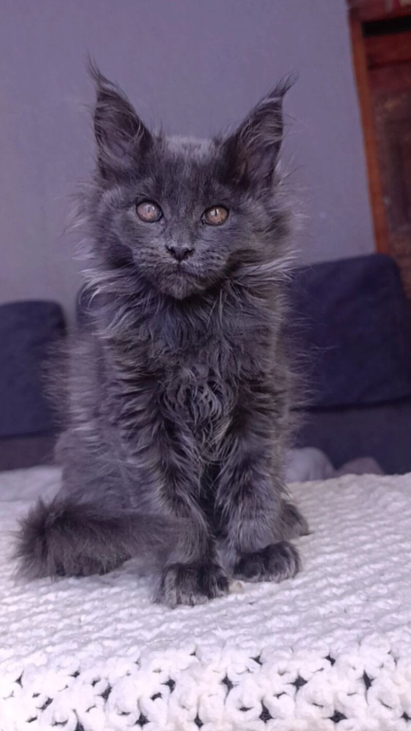 Persey Maine Coon male blue - live animals