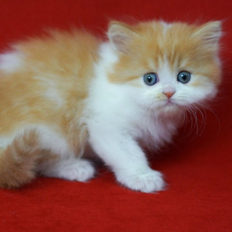 Top Top Scottish Straight male, red spotted tabby bicolour