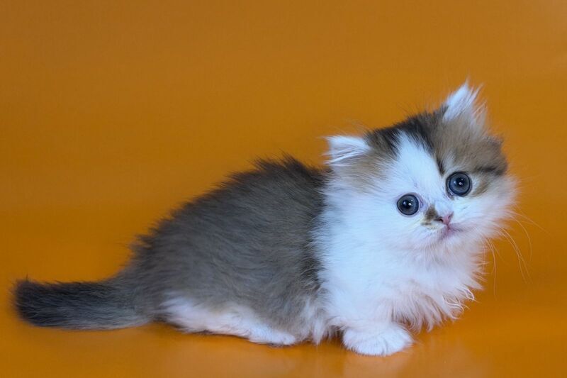 Yomar Munchkin male black golden ticked tabby - live animals