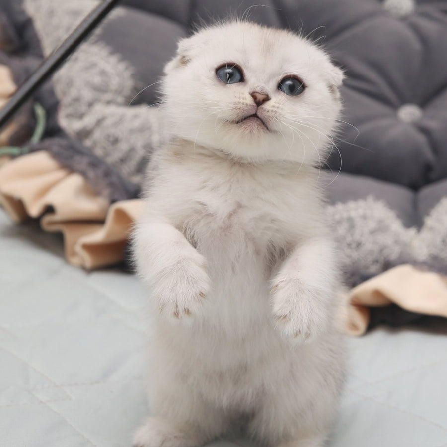Hatti Scottish Fold female, black silver shaded