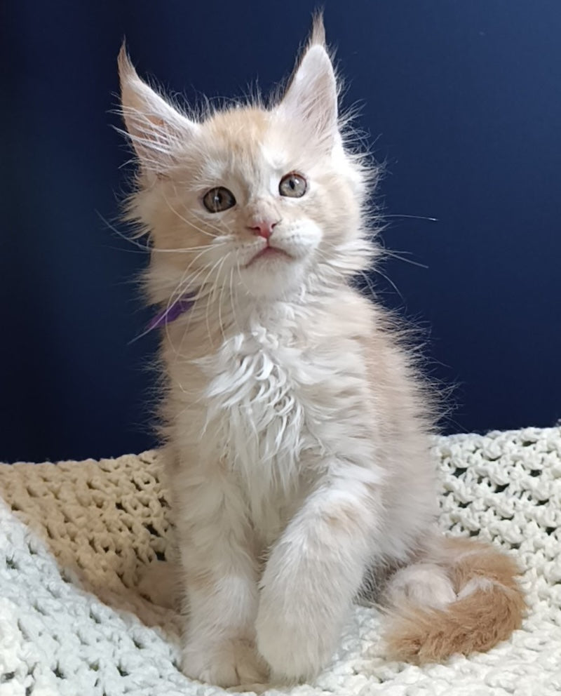 Gelios Maine Coon male, red smoke