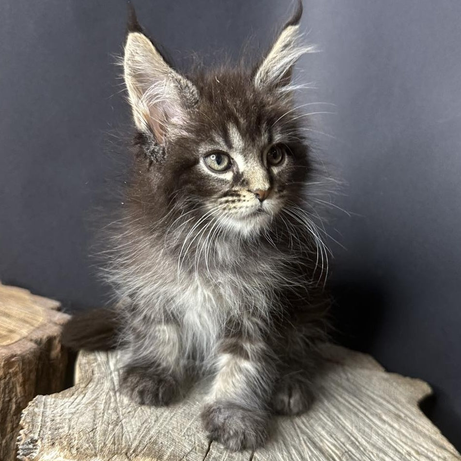 Sandra Maine Coon female, black silver ticked tabby