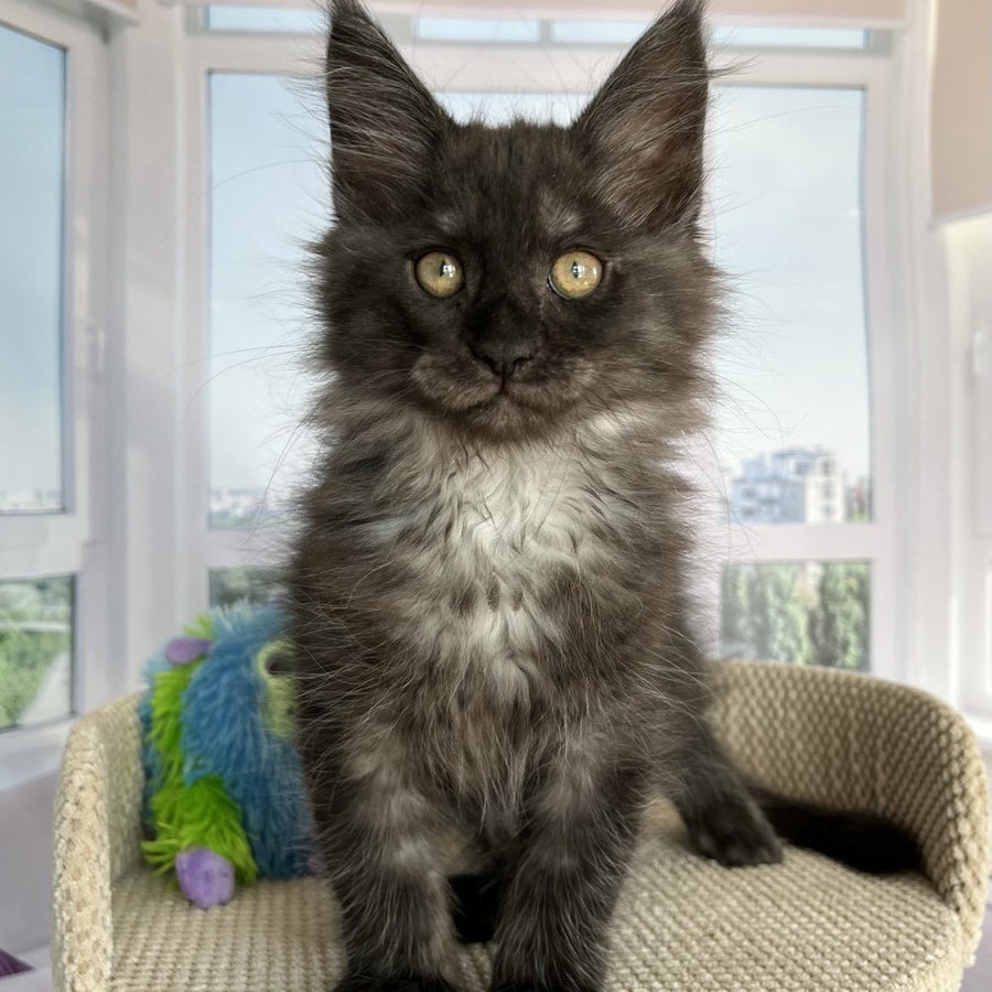 Ronald Maine Coon male, black silver