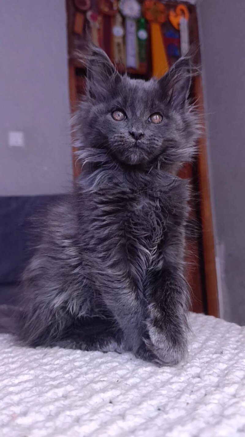 Persey Maine Coon male blue - live animals
