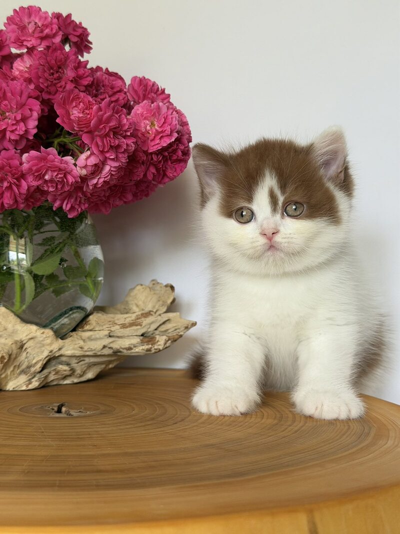 Ferris British Shorthair male, cinnamon harlequin